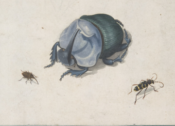 Watercolor drawing of a large blue beetle and two smaller insects