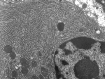 The close up of cells in black and white.