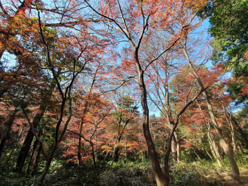 A photo of trees with red leaves in Autumn.