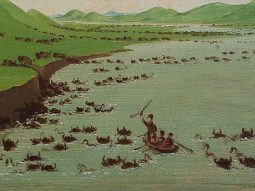 Feature image by George Catlin,Painting og  Buffalo Herds Crossing the Upper Missouri, 1832 Smithsonian Institute (Public Domain)