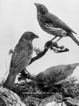 Three tooth beaked bower birds - black and white image.