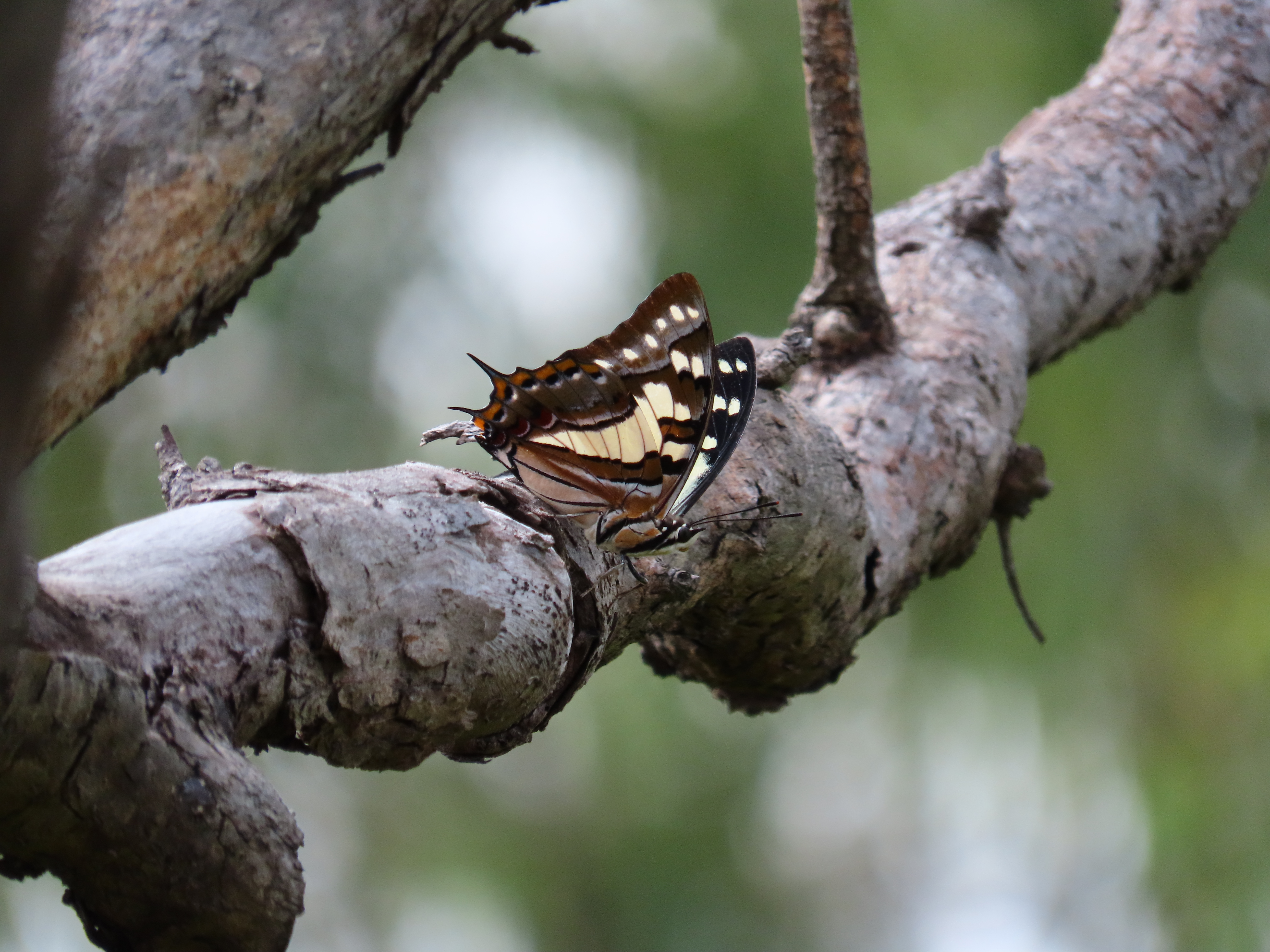 A butterfly on a tree branch.