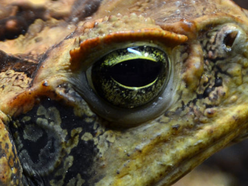 This image is a close-up of a cane toad's eye, captured in stunning detail.