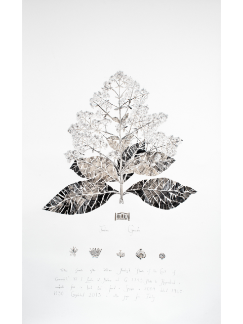 A flower of the teak tree repsented in a delicate woodprint collage in black and white. 