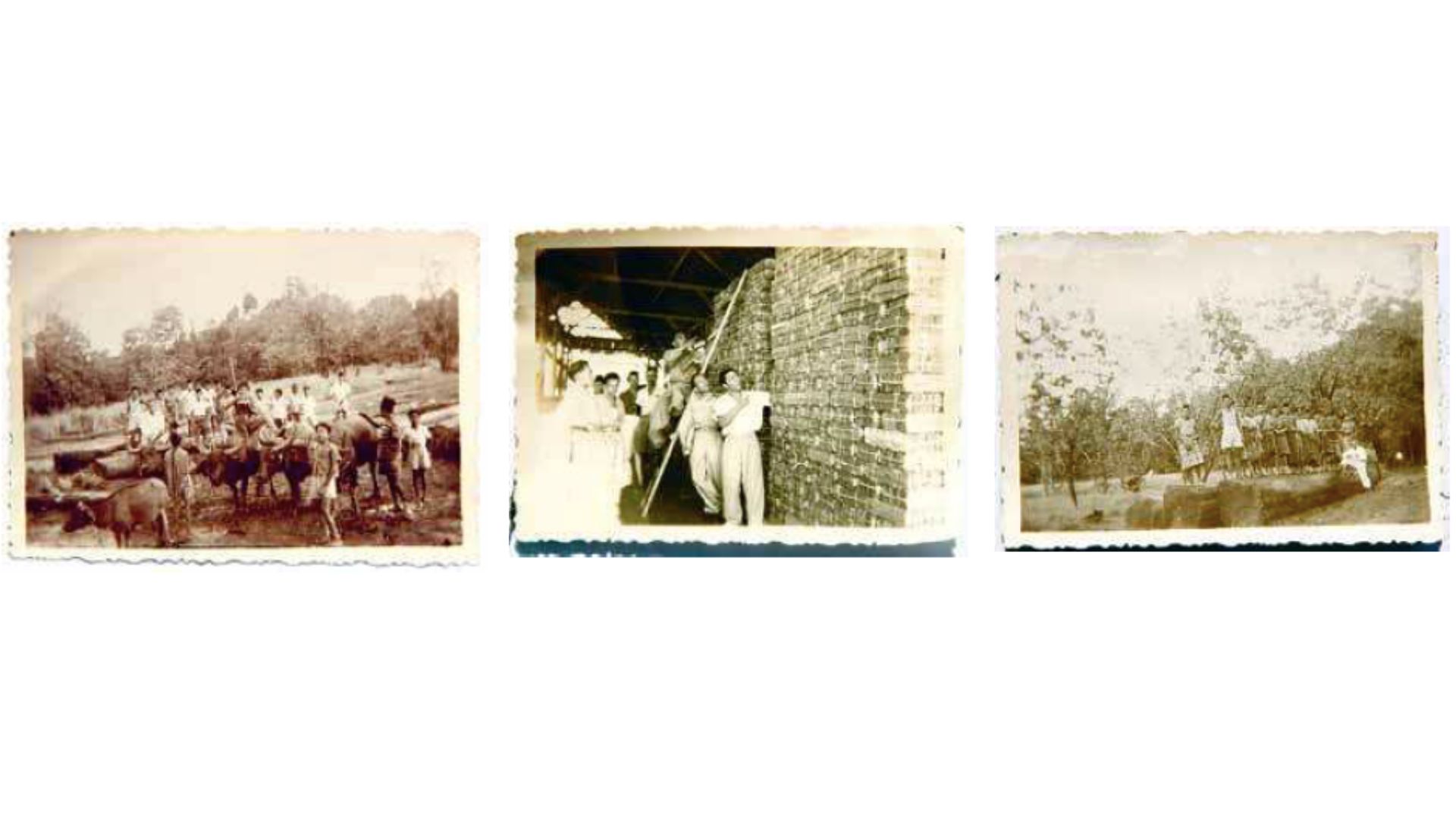 Three faded photographs. The first a group of people and buffalo. Second, a group of people next to stacked teak logs. Third, a group of people standing on a tree that has been cut down.