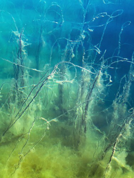 A photo of seaweed underwater.