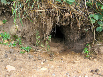 A photo of an entrance to a rabbit warren.